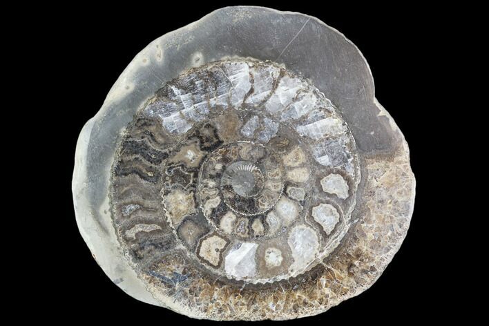 Polished Ammonite (Dactylioceras) Half - England #103792